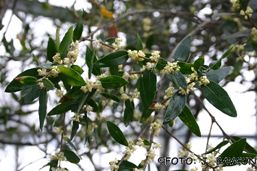 Phillyrea latifolia