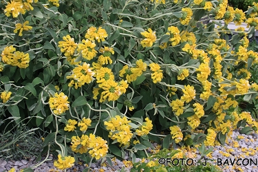 Phlomis fruticosa