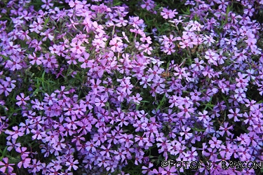 Phlox setacea