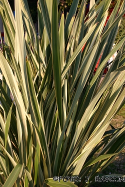 Phormium tenax