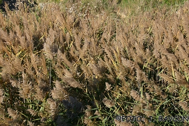 Phragmites australis