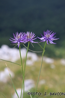 Phyteuma scheuchzeri