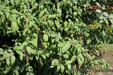 Phytolacca acinosa