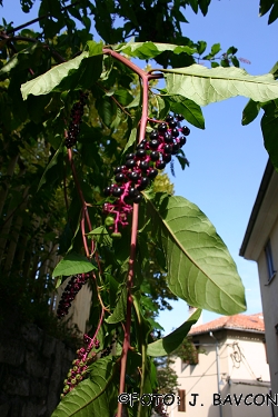 Phytolacca americana