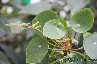 Pilea peperomioides