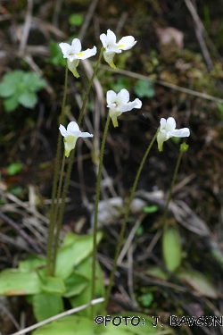 Pinguicula alpina