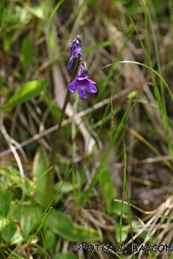 Pinguicula vulgaris