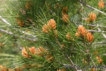 Pinus halepensis