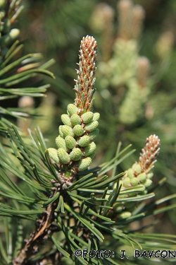 Pinus mugo