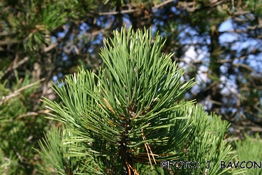 Pinus nigra 