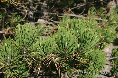 Pinus sylvestris