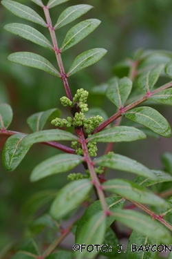 Pistacia lentiscus