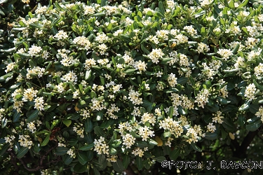 Pittosporum tobira