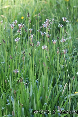 Plantago altissima