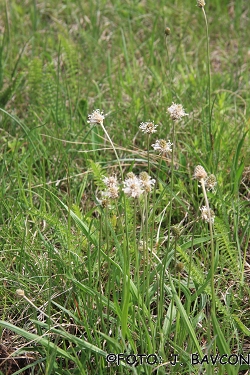 Plantago argentea