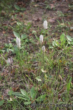 Plantago media