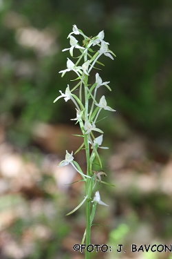 Platanthera bifolia