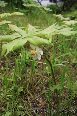 Podophyllum peltatum