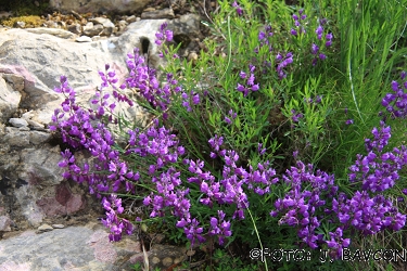 Polygala nicaeensis