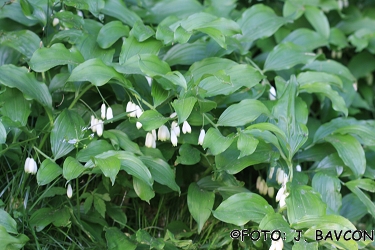 Polygonatum multiflorum