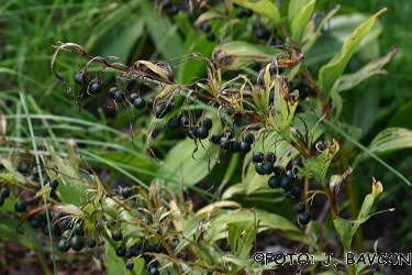 Polygonatum odoratum