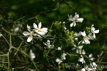 Poncirus trifoliata