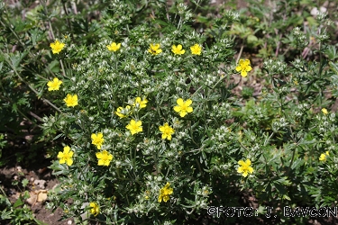 Potentilla argentea 