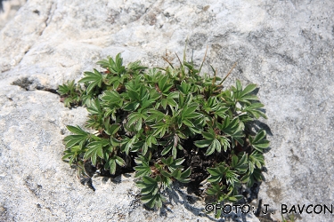 Potentilla caulescens