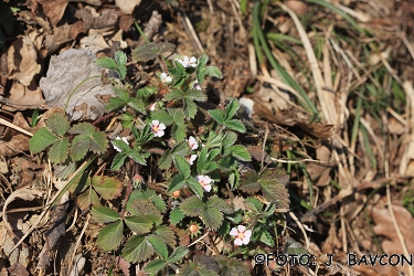 Potentilla micrantha