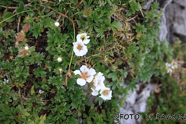 Potentilla nitida