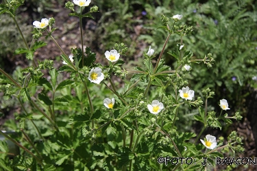 Potentilla rupestris