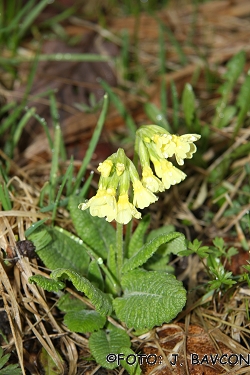 Primula elatior