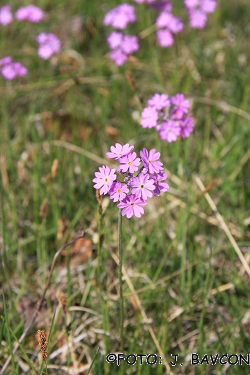 Primula farinosa