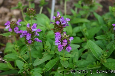 Prunella grandiflora