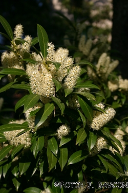 Prunus laurocerasus