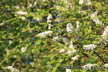 Prunus padus