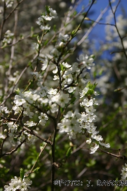 Prunus spinosa