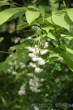 Pterostyrax hispida