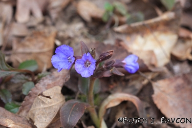 Pulmonaria dacica