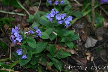 Pulmonaria officinalis