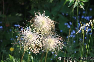 Pulsatilla alpina