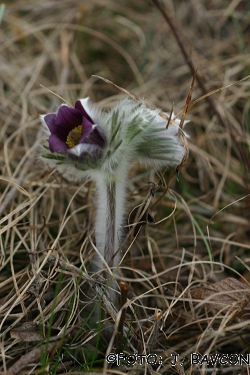 Pulsatilla montana