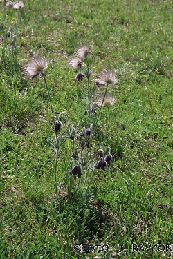 Pulsatilla nigricans