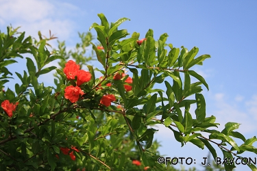 Punica granatum