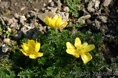 Ranunculus millefoliatus