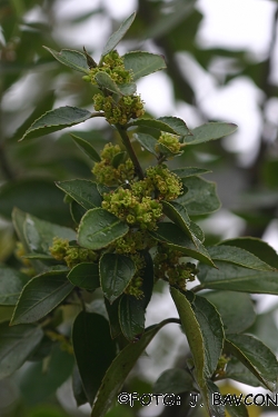 Rhamnus alaternus