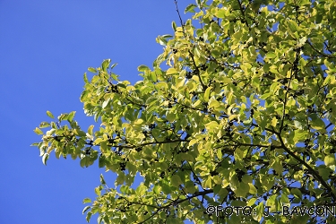 Rhamnus cathartica