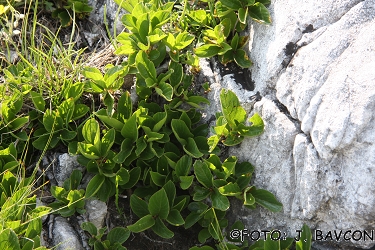 Rhamnus pumilus