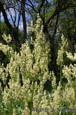 Rheum officinale