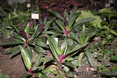 Rhoeo spathacea